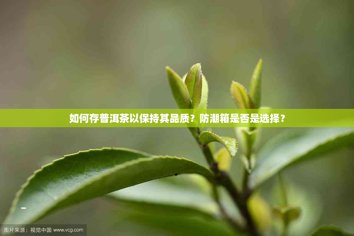 如何存普洱茶以保持其品质？防潮箱是否是选择？