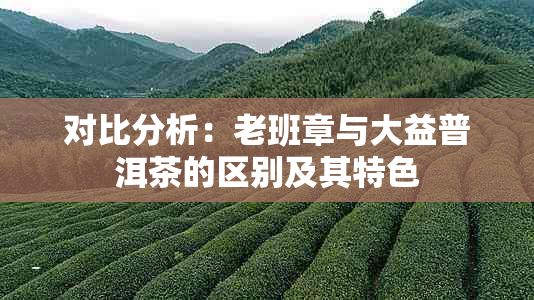 对比分析：老班章与大益普洱茶的区别及其特色