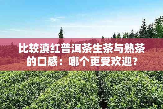 比较滇红普洱茶生茶与熟茶的口感：哪个更受欢迎？