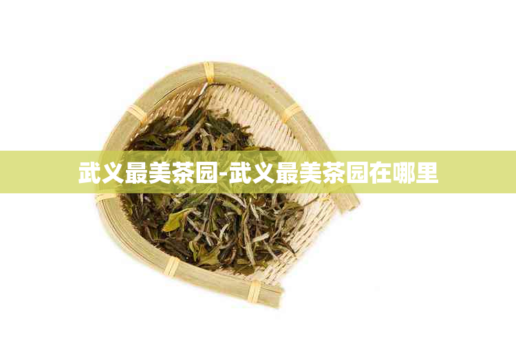 武义最美茶园-武义最美茶园在哪里