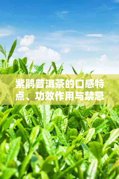 紫鹃普洱茶的口感特点、功效作用与禁忌，价格与多少钱一斤