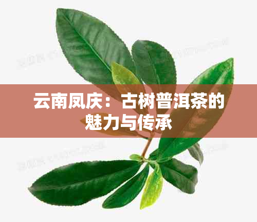 云南凤庆：古树普洱茶的魅力与传承