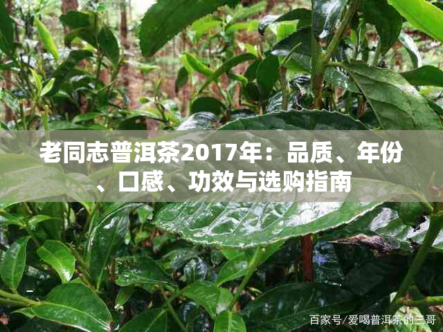 老同志普洱茶2017年：品质、年份、口感、功效与选购指南