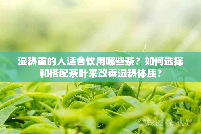 湿热重的人适合饮用哪些茶？如何选择和搭配茶叶来改善湿热体质？