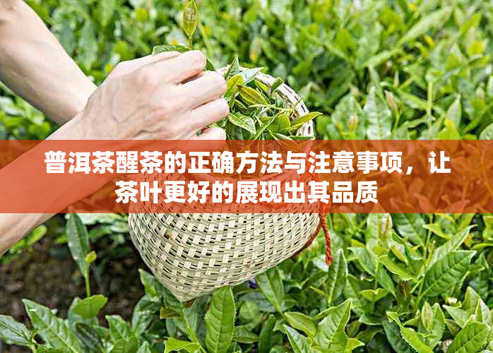 普洱茶醒茶的正确方法与注意事项，让茶叶更好的展现出其品质