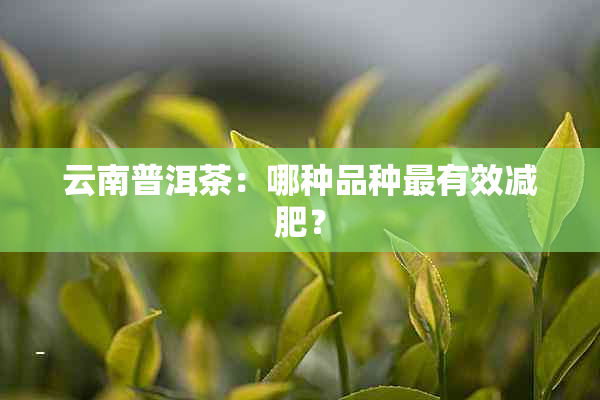 云南普洱茶：哪种品种最有效减肥？