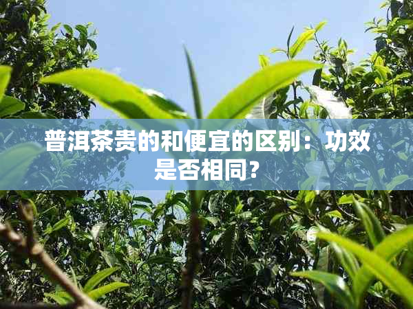 普洱茶贵的和便宜的区别：功效是否相同？