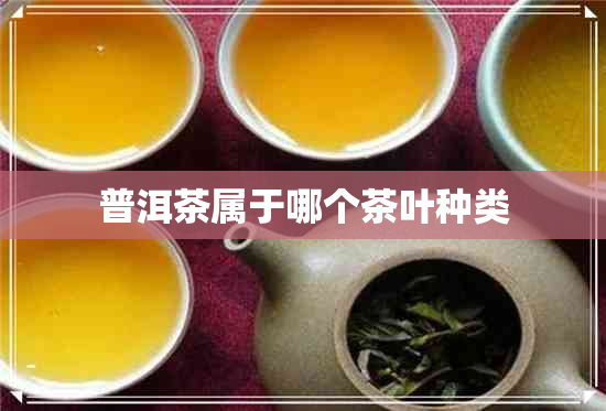 普洱茶属于哪个茶叶种类