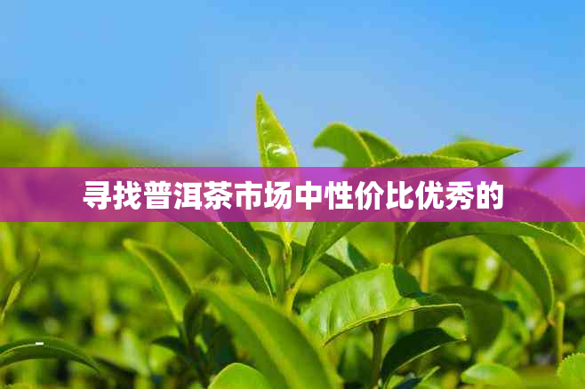 寻找普洱茶市场中性价比优秀的