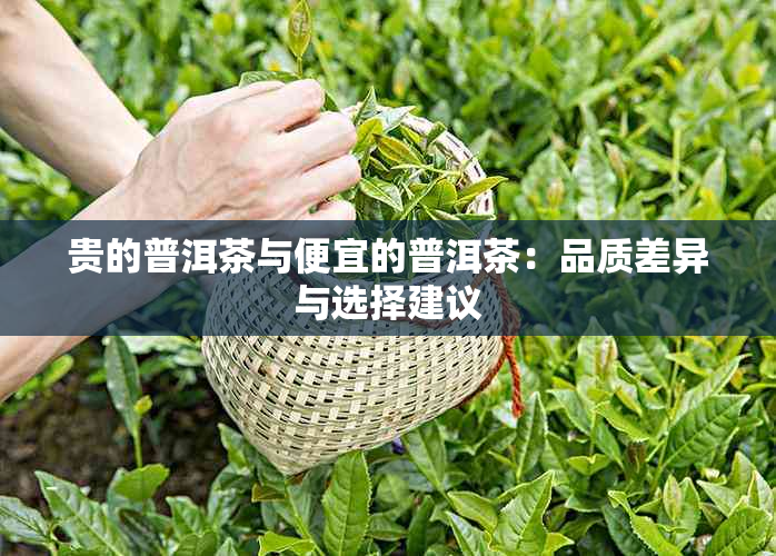 贵的普洱茶与便宜的普洱茶：品质差异与选择建议