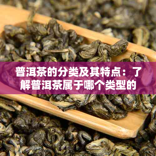 普洱茶的分类及其特点：了解普洱茶属于哪个类型的茶以及其独特魅力