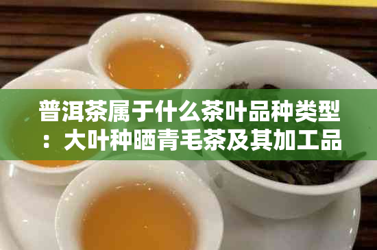 普洱茶属于什么茶叶品种类型：大叶种晒青毛茶及其加工品