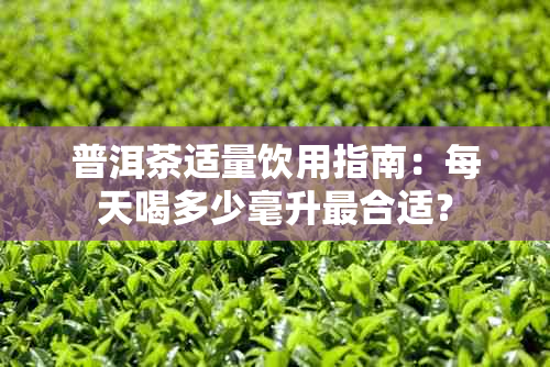 普洱茶适量饮用指南：每天喝多少毫升最合适？