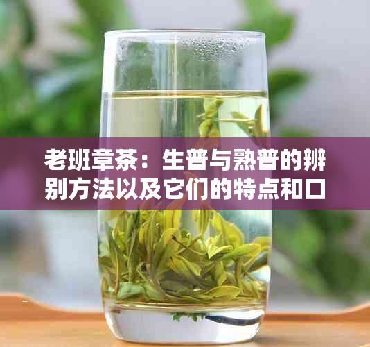 老班章茶：生普与熟普的辨别方法以及它们的特点和口感对比