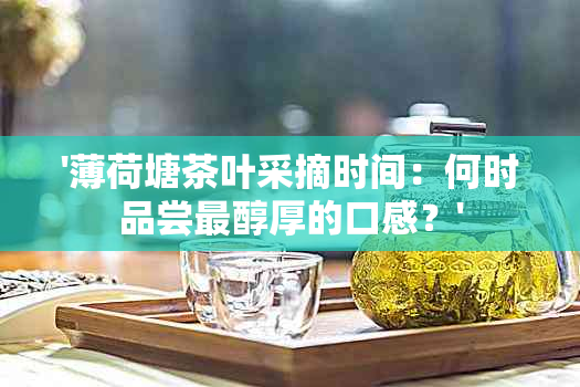 '薄荷塘茶叶采摘时间：何时品尝最醇厚的口感？'