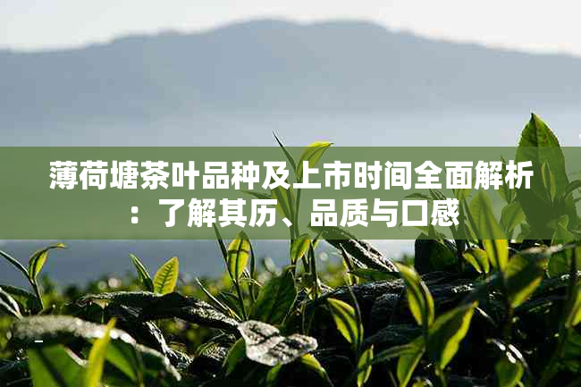 薄荷塘茶叶品种及上市时间全面解析：了解其历、品质与口感