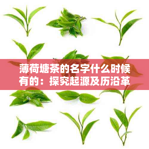 薄荷塘茶的名字什么时候有的：探究起源及历沿革