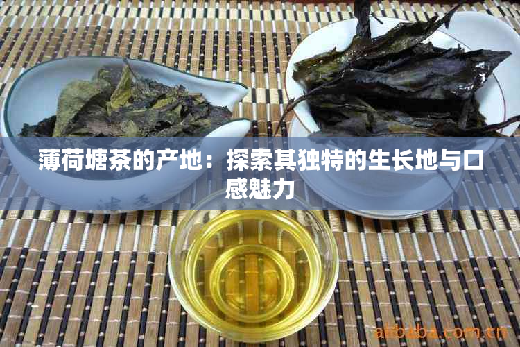 薄荷塘茶的产地：探索其独特的生长地与口感魅力