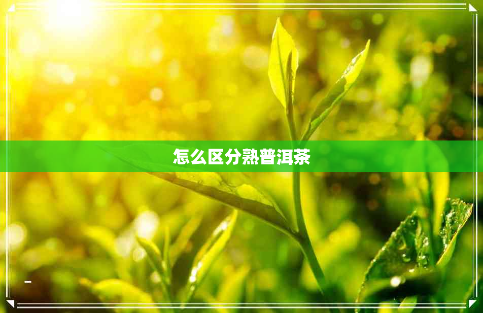 怎么区分熟普洱茶