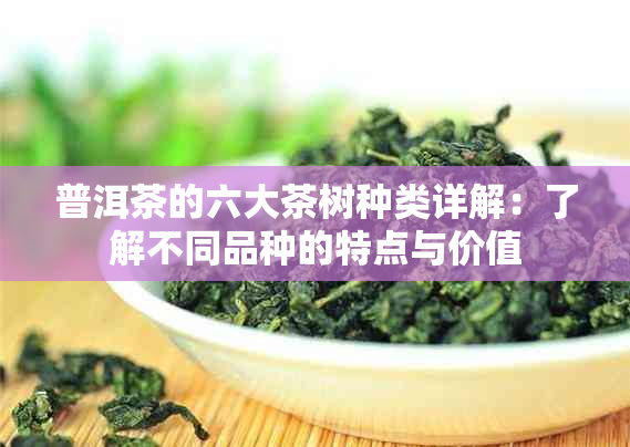 普洱茶的六大茶树种类详解：了解不同品种的特点与价值