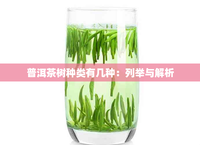 普洱茶树种类有几种：列举与解析