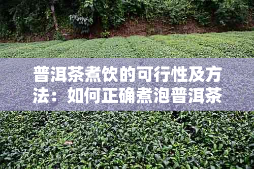 普洱茶煮饮的可行性及方法：如何正确煮泡普洱茶？