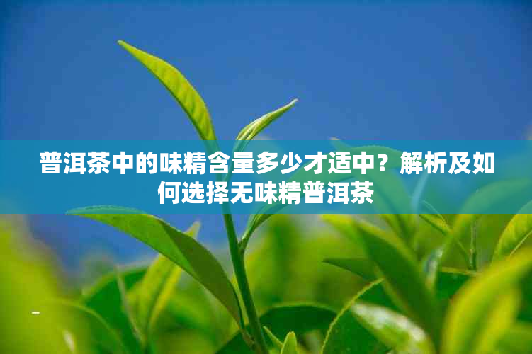 普洱茶中的味精含量多少才适中？解析及如何选择无味精普洱茶