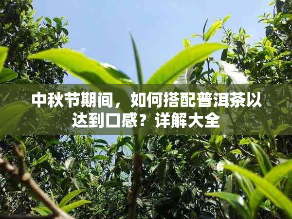 中秋节期间，如何搭配普洱茶以达到口感？详解大全