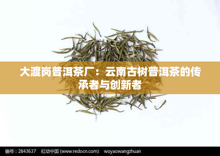 大渡岗普洱茶厂：云南古树普洱茶的传承者与创新者