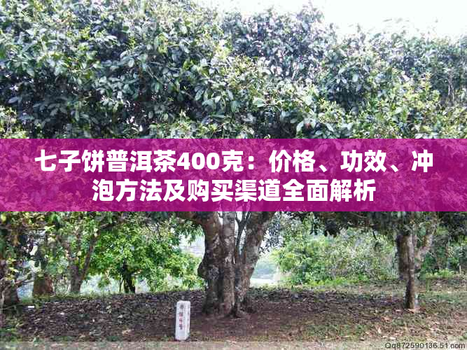 七子饼普洱茶400克：价格、功效、冲泡方法及购买渠道全面解析