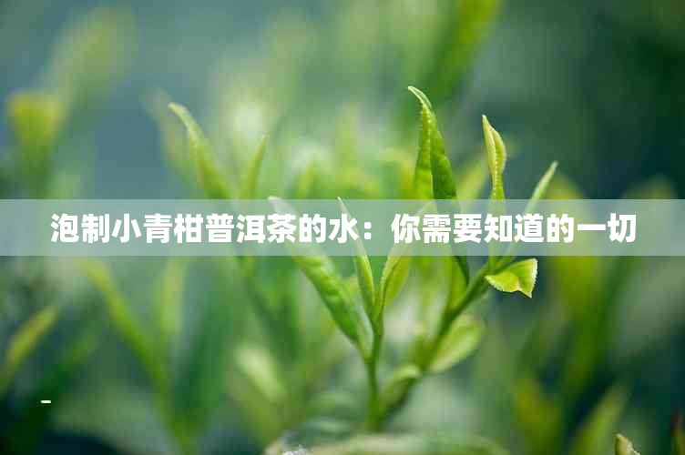 泡制小青柑普洱茶的水：你需要知道的一切