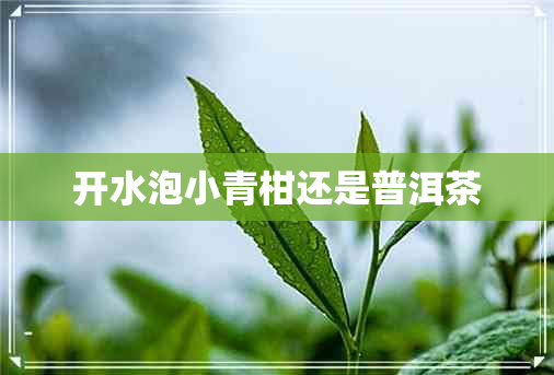 开水泡小青柑还是普洱茶