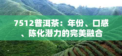 7512普洱茶：年份、口感、陈化潜力的完美融合