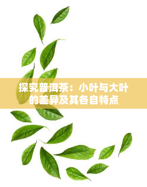 探究普洱茶：小叶与大叶的差异及其各自特点