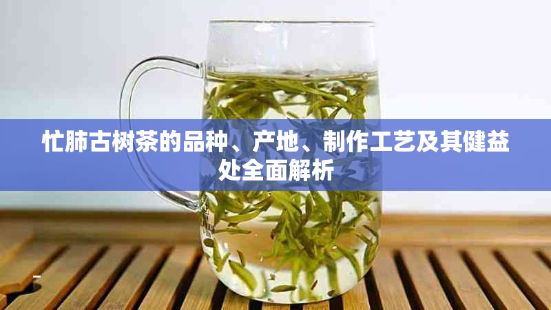 忙肺古树茶的品种、产地、制作工艺及其健益处全面解析