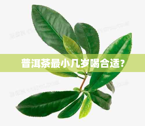 普洱茶最小几岁喝合适？