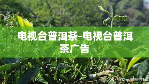 电视台普洱茶-电视台普洱茶广告