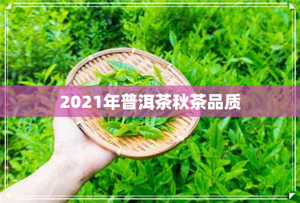 2021年普洱茶秋茶品质