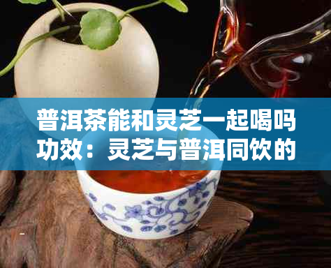 普洱茶能和灵芝一起喝吗功效：灵芝与普洱同饮的益处及效果