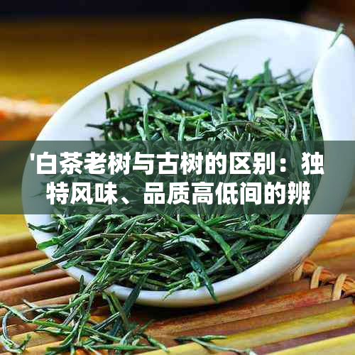 '白茶老树与古树的区别：独特风味、品质高低间的辨析'