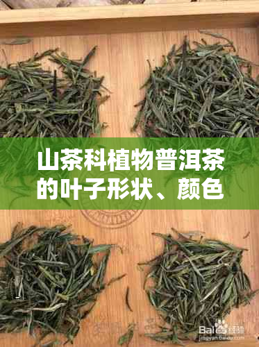 山茶科植物普洱茶的叶子形状、颜色及相关特征