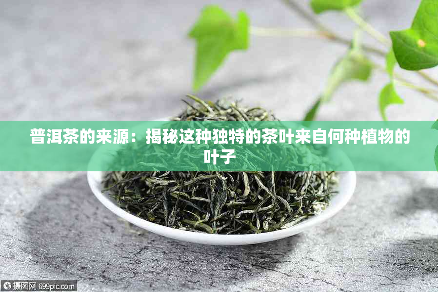 普洱茶的来源：揭秘这种独特的茶叶来自何种植物的叶子