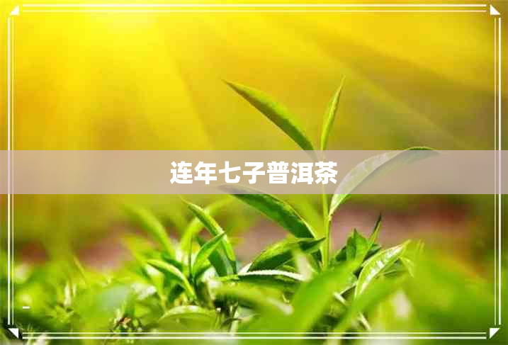 连年七子普洱茶