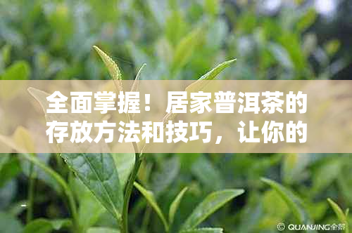 全面掌握！居家普洱茶的存放方法和技巧，让你的茶叶保持品质