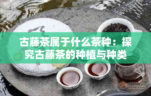 古藤茶属于什么茶种：探究古藤茶的种植与种类