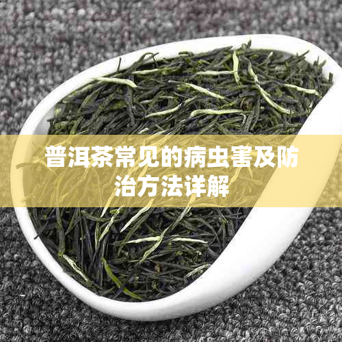 普洱茶常见的病虫害及防治方法详解