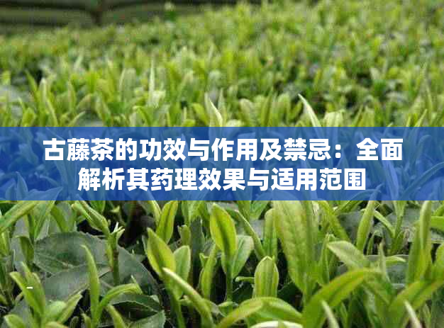 古藤茶的功效与作用及禁忌：全面解析其理效果与适用范围