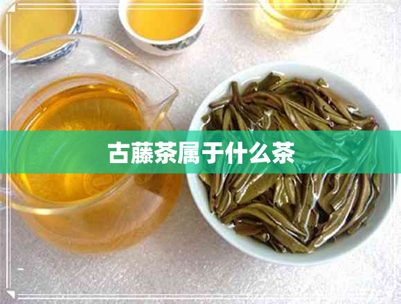 古藤茶属于什么茶