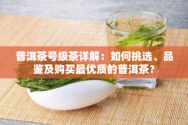 普洱茶号级茶详解：如何挑选、品鉴及购买更优质的普洱茶？