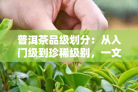 普洱茶品级划分：从入门级到珍稀级别，一文详解